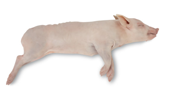 COCHINILLO CONG PZA 3/4Kgs