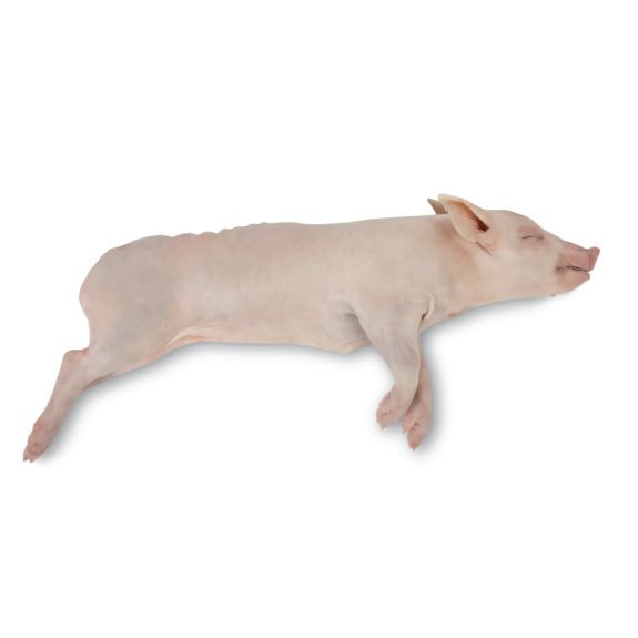 COCHINILLO CONG PZA 3/4Kgs